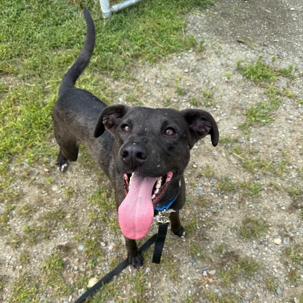 Ross, Adoptable, Adult Male Hound & Mixed Breed.