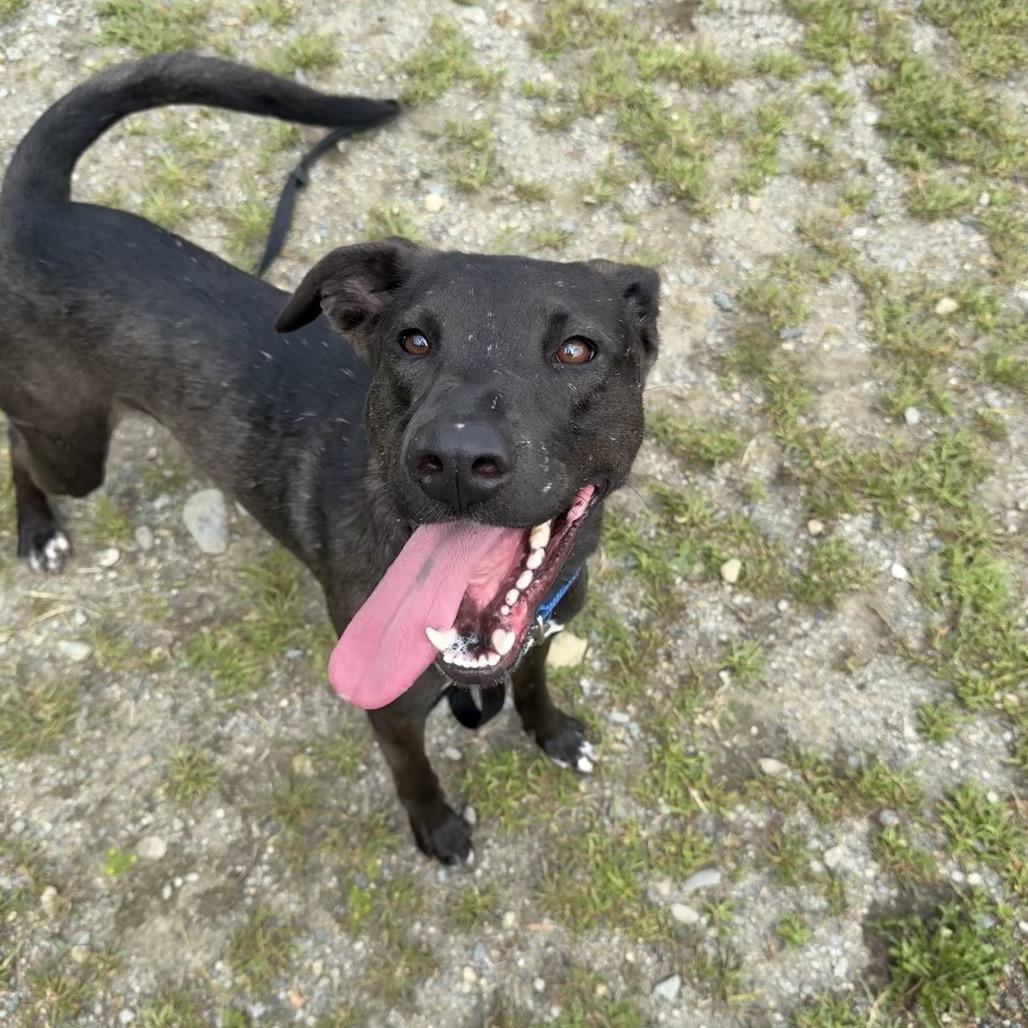 Enlarge Ross, a Adoptable mixed breed in Enfield, NH image 2/3