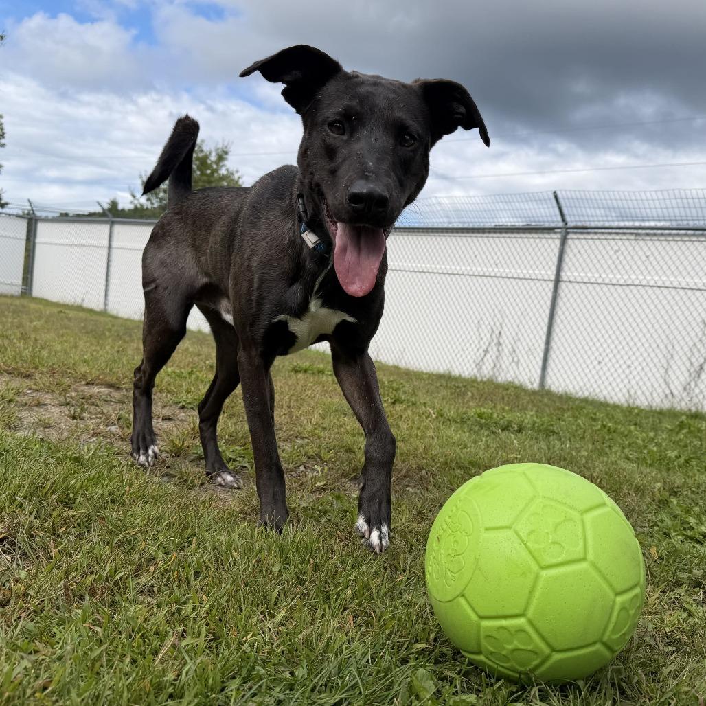 Enlarge Ross, a Adoptable mixed breed in Enfield, NH image 3/3