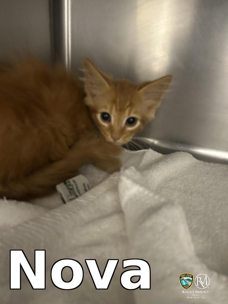 Nova, a Adoptable mixed breed in Rocky Mount, NC image 1/3