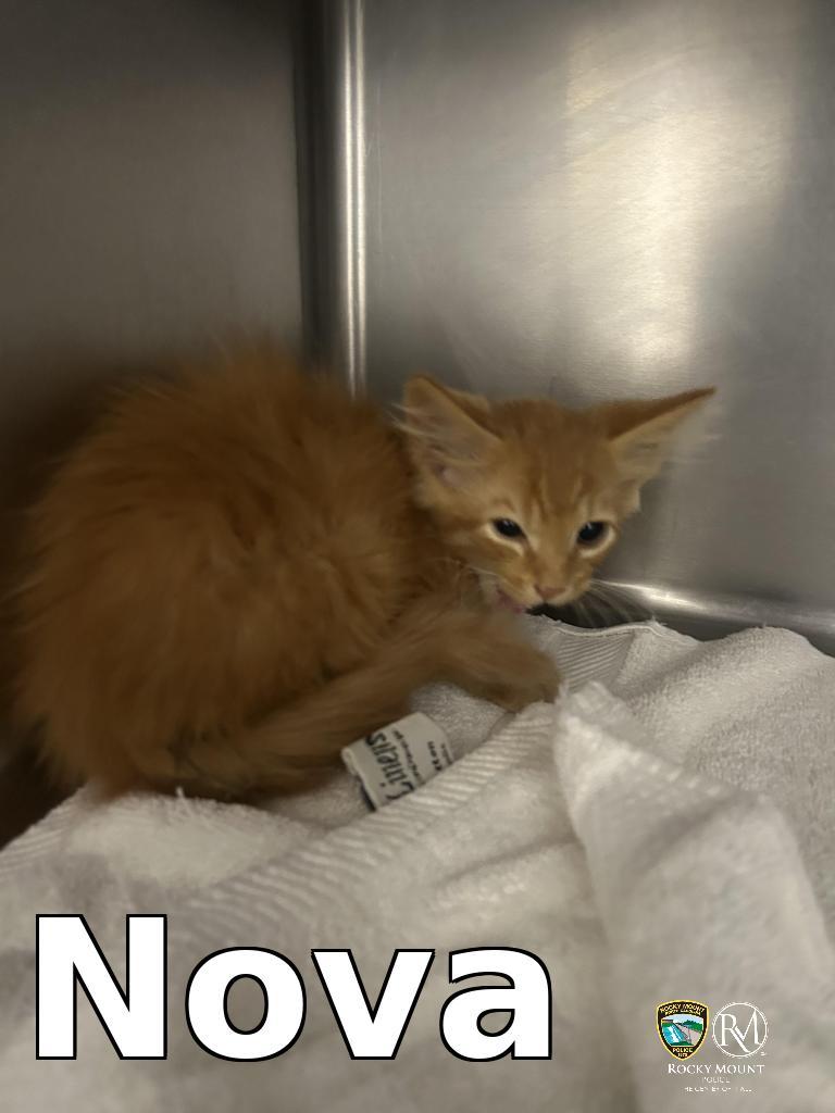 Nova, a Adoptable mixed breed in Rocky Mount, NC image 2/3