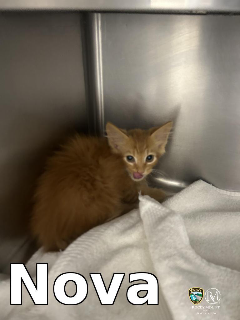Nova, a Adoptable mixed breed in Rocky Mount, NC image 3/3