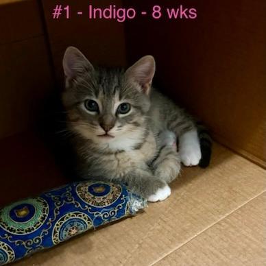 Indigo photo