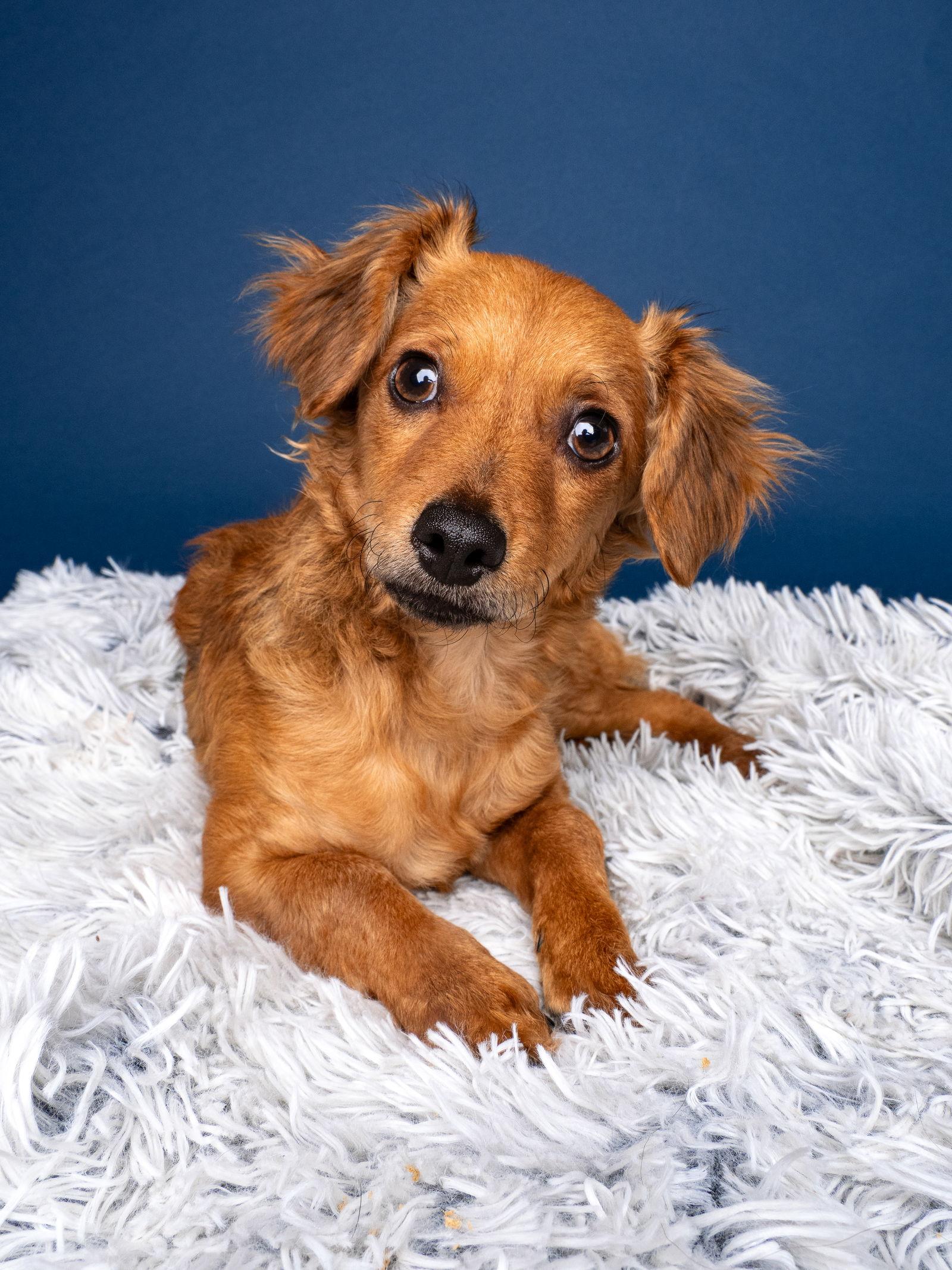 Enlarge Penny, a Adopted Dachshund in Palo Alto, CA image 1/3