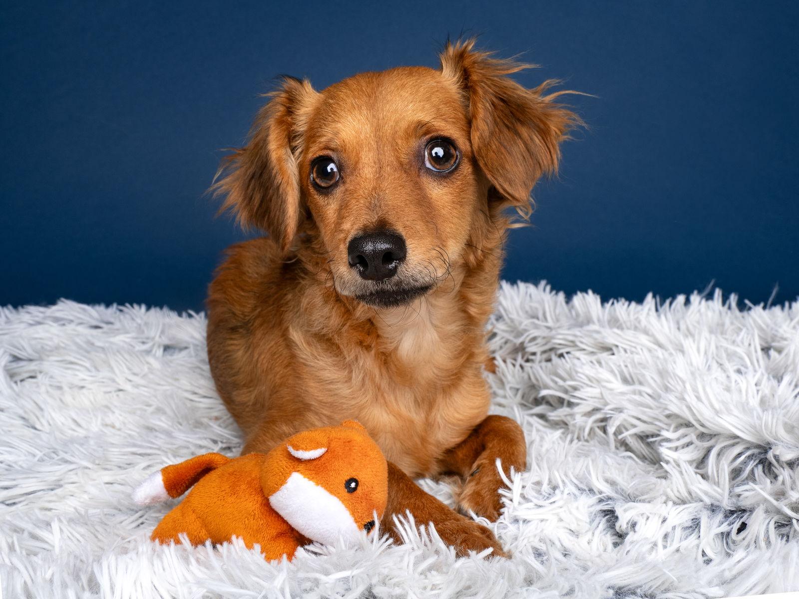 Enlarge Penny, a Adopted Dachshund in Palo Alto, CA image 2/3