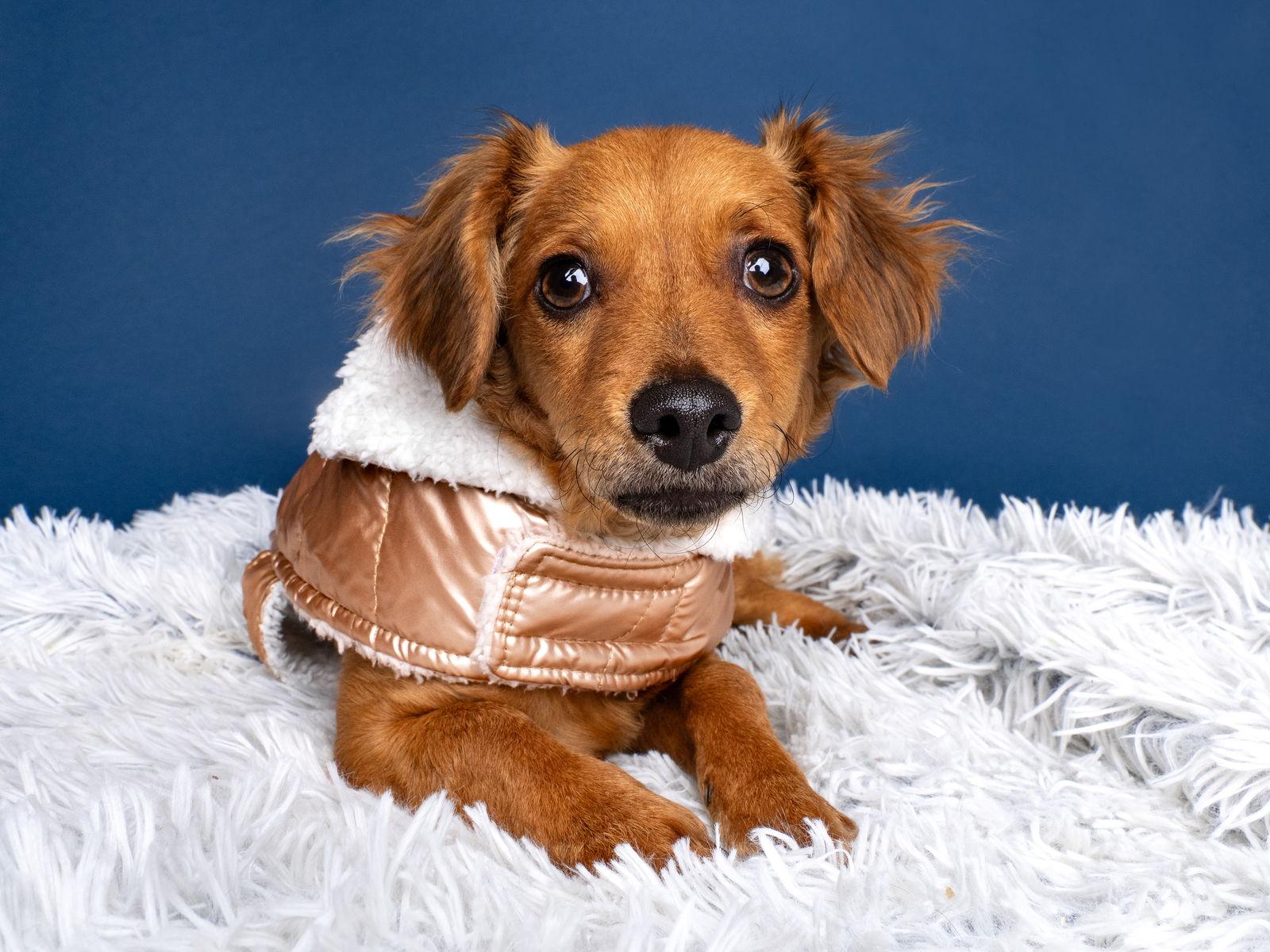 Enlarge Penny, a Adopted Dachshund in Palo Alto, CA image 3/3