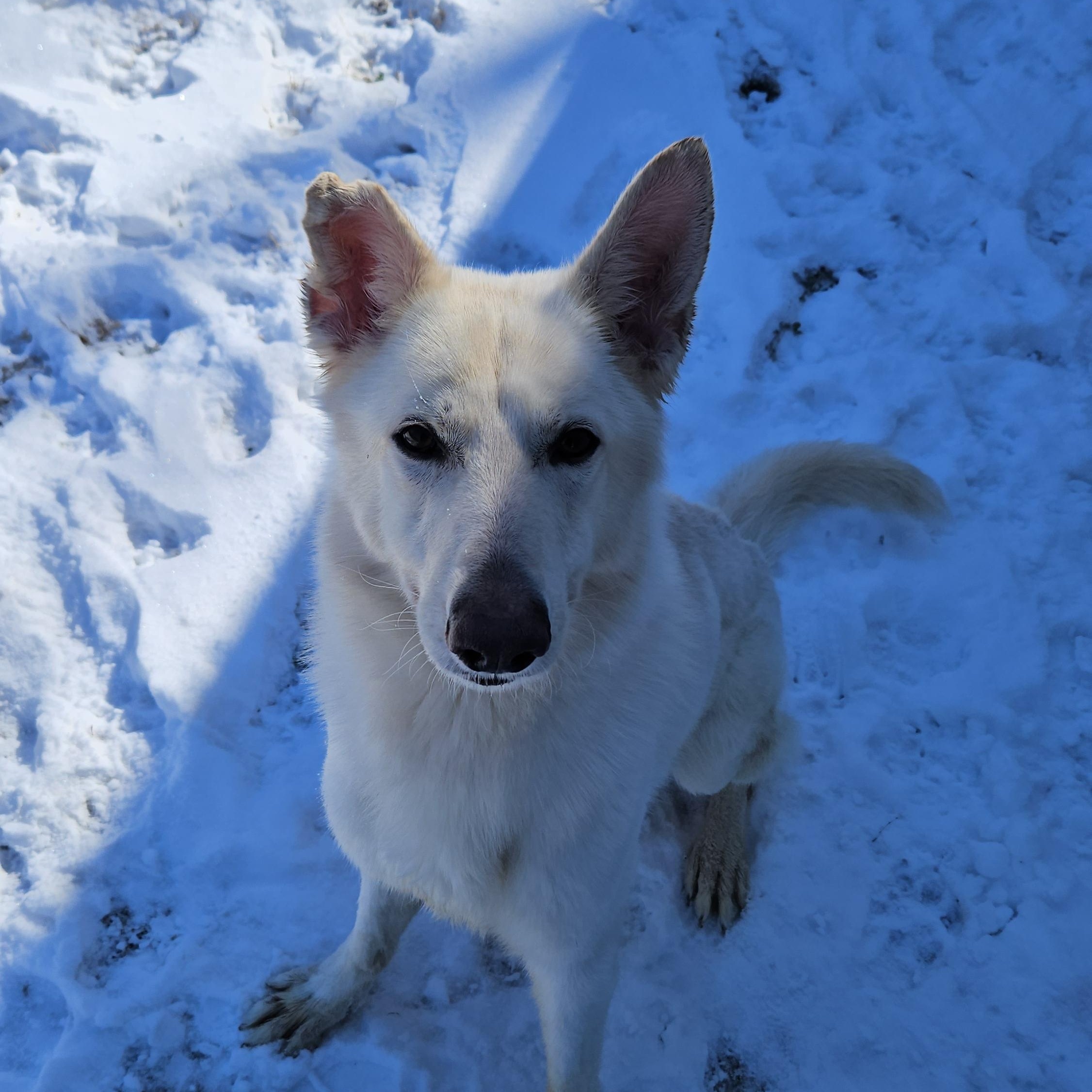 Clifford, ADOPTABLE, Adult Male German Shepherd Dog.
