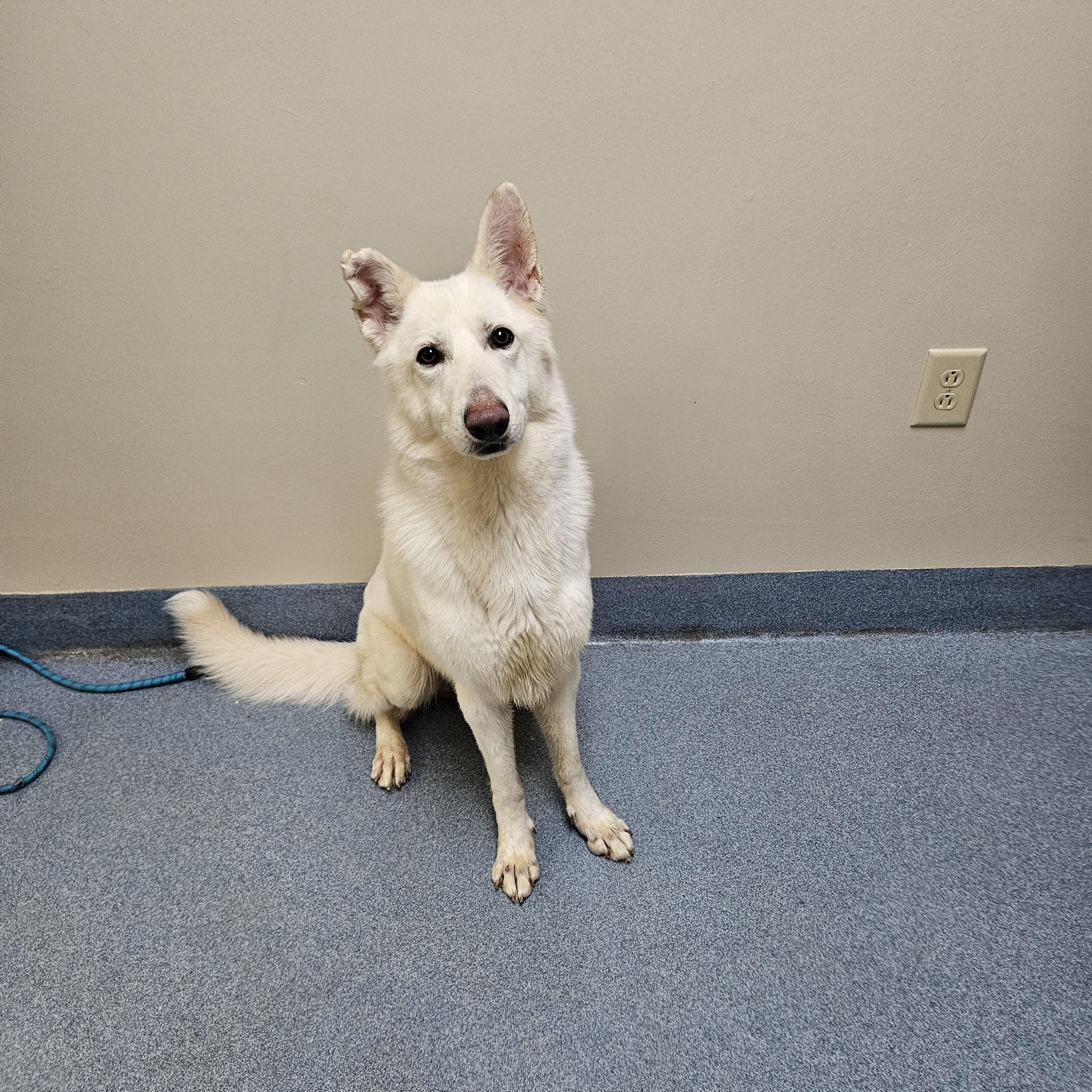 Clifford, a ADOPTABLE German Shepherd Dog in Suffolk, VA image 3/3