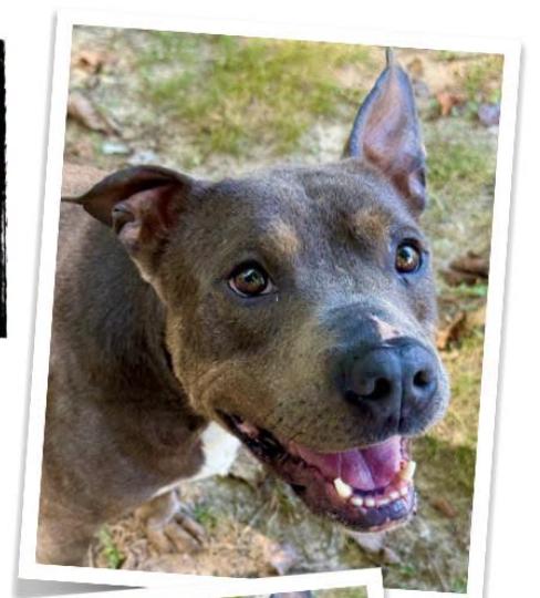 Enlarge Cooper, a Adoptable mixed breed in Indian Mound, TN image 1/3