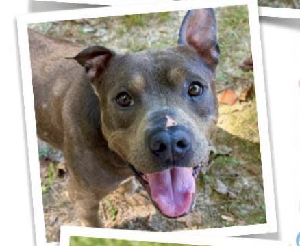 Enlarge Cooper, a Adoptable mixed breed in Indian Mound, TN image 3/3