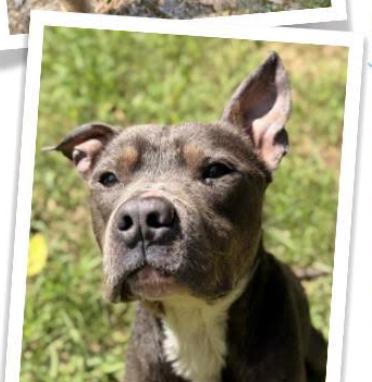 Enlarge Cooper, a Adoptable mixed breed in Indian Mound, TN image 2/3