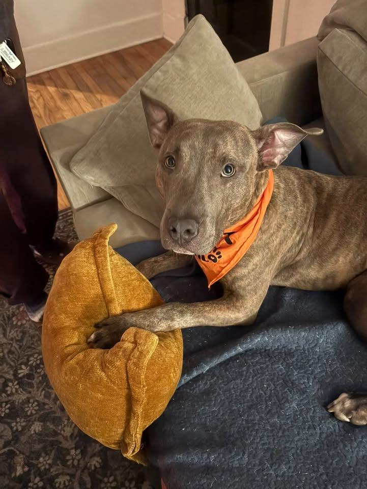 Porkchop, a Adoptable mixed breed in South Amboy, NJ image 2/6