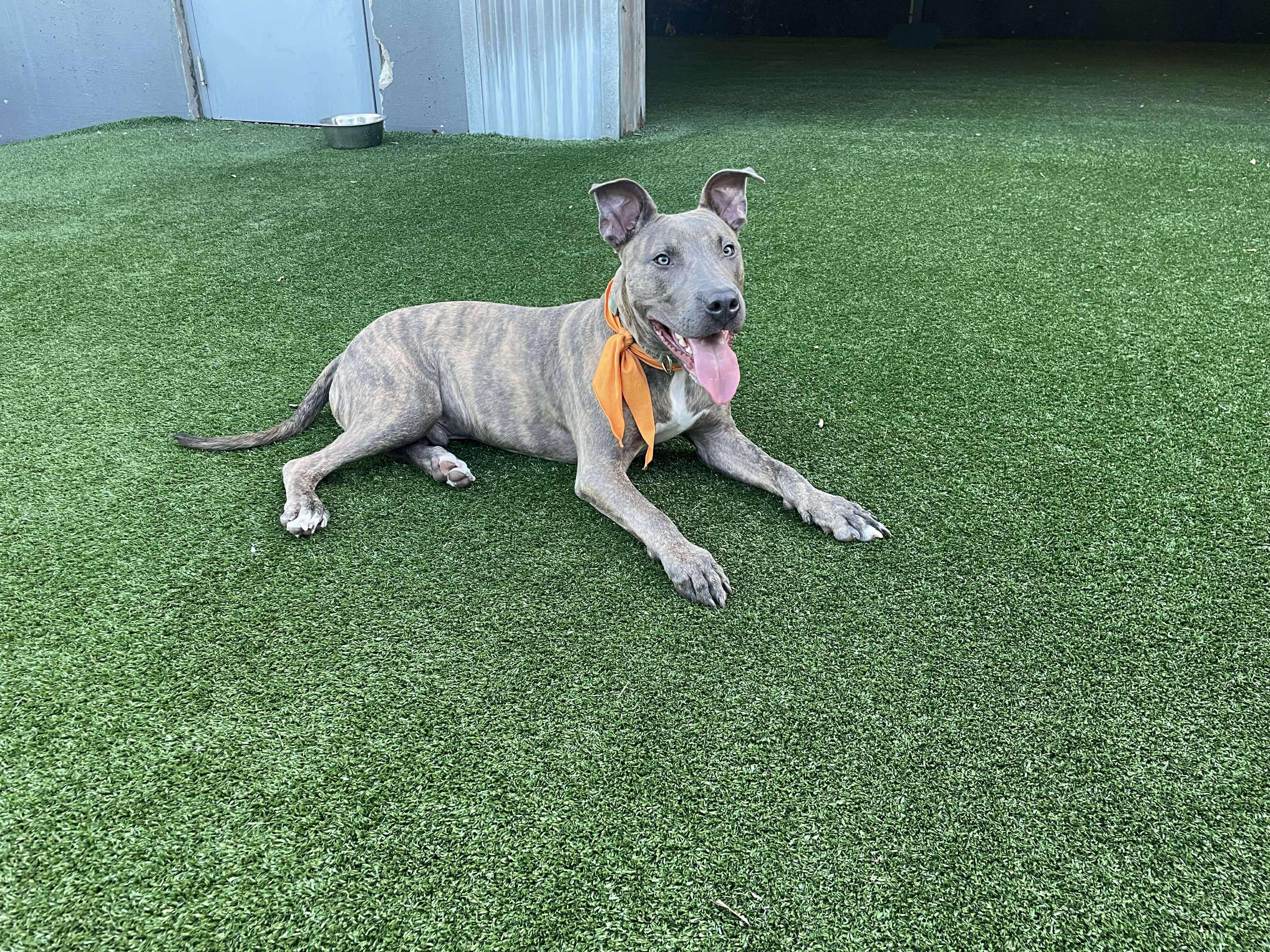 Porkchop, Adoptable, Adult Male Pit Bull Terrier.