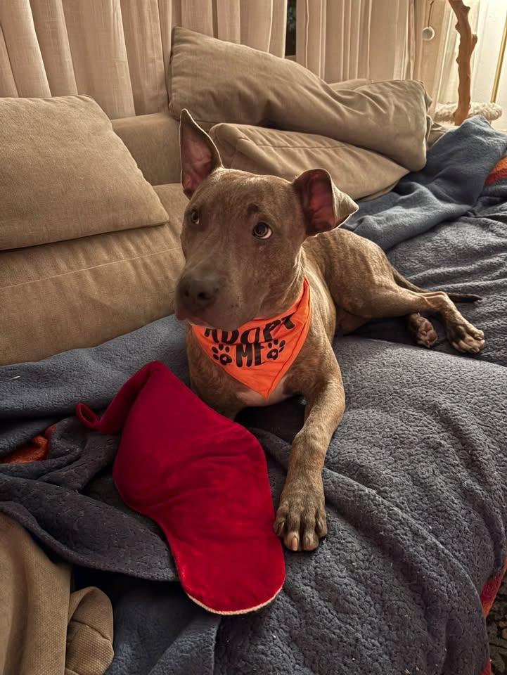 Porkchop, a Adoptable mixed breed in South Amboy, NJ image 3/6