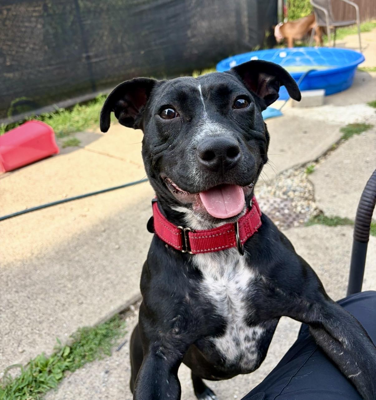Alfredo, ADOPTABLE, Young Male American Bully.