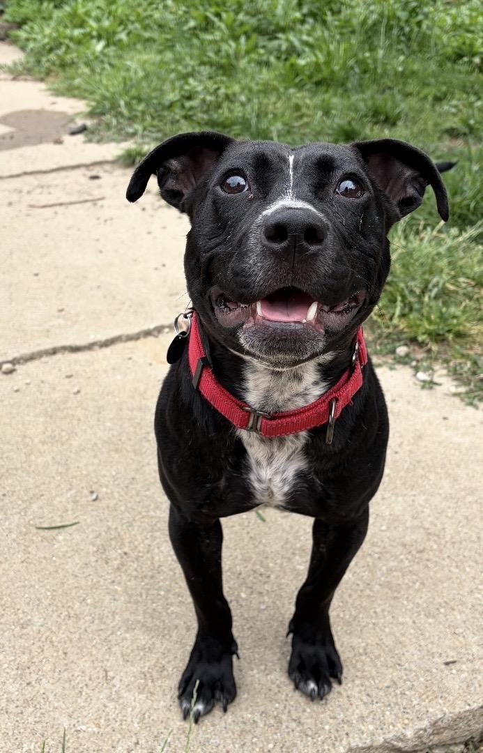 Alfredo, a ADOPTABLE American Bully in Cleveland, OH image 6/6