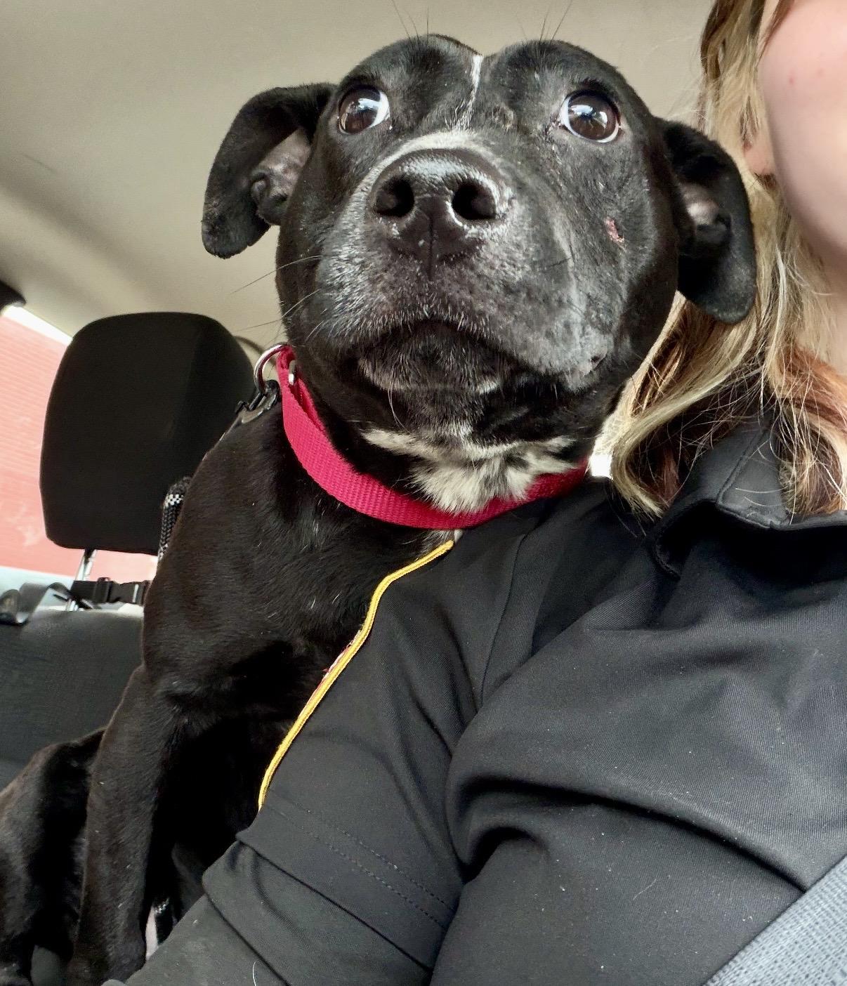 Alfredo, a ADOPTABLE American Bully in Cleveland, OH image 5/6
