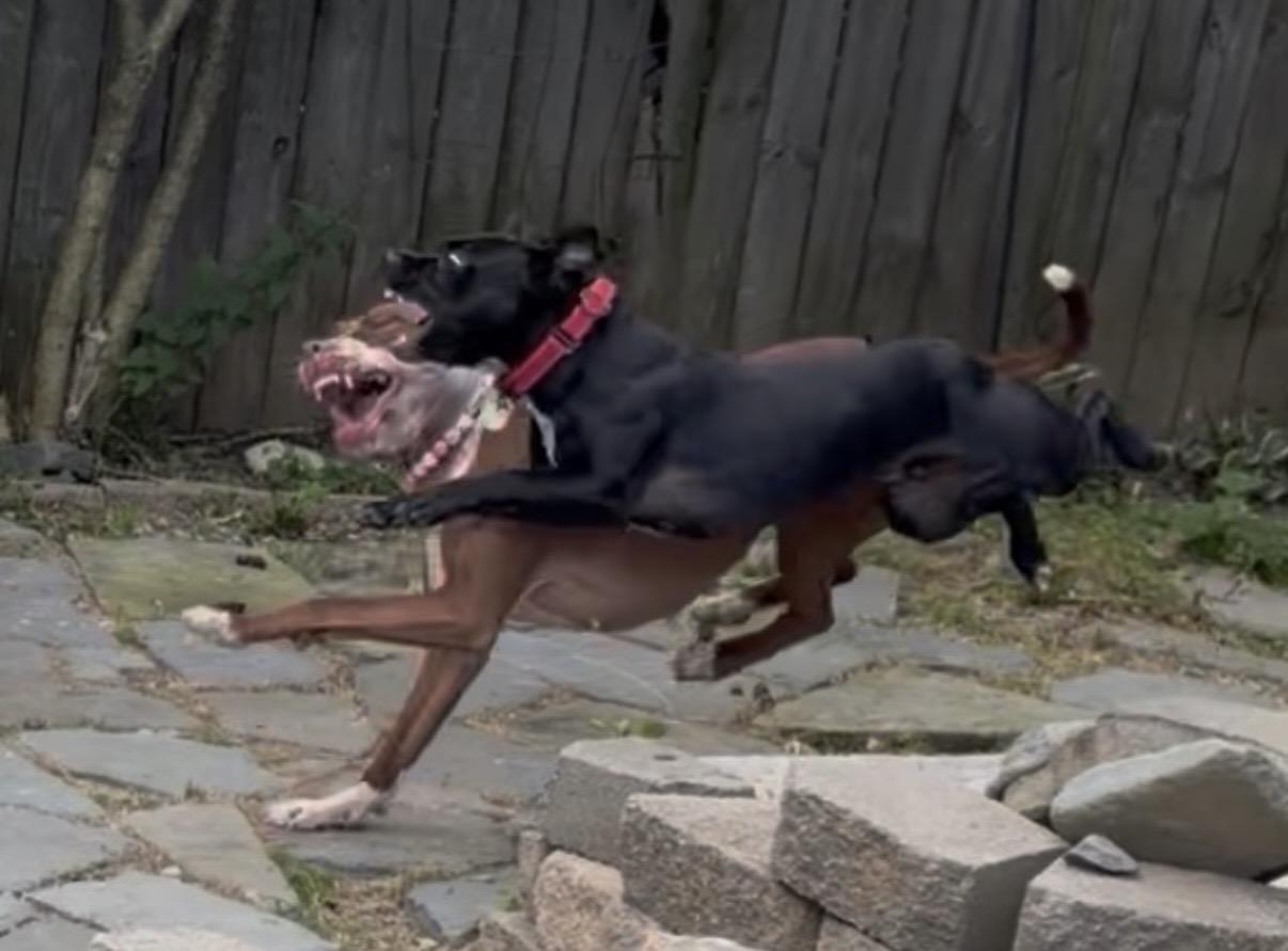 Alfredo, a ADOPTABLE American Bully in Cleveland, OH image 3/6