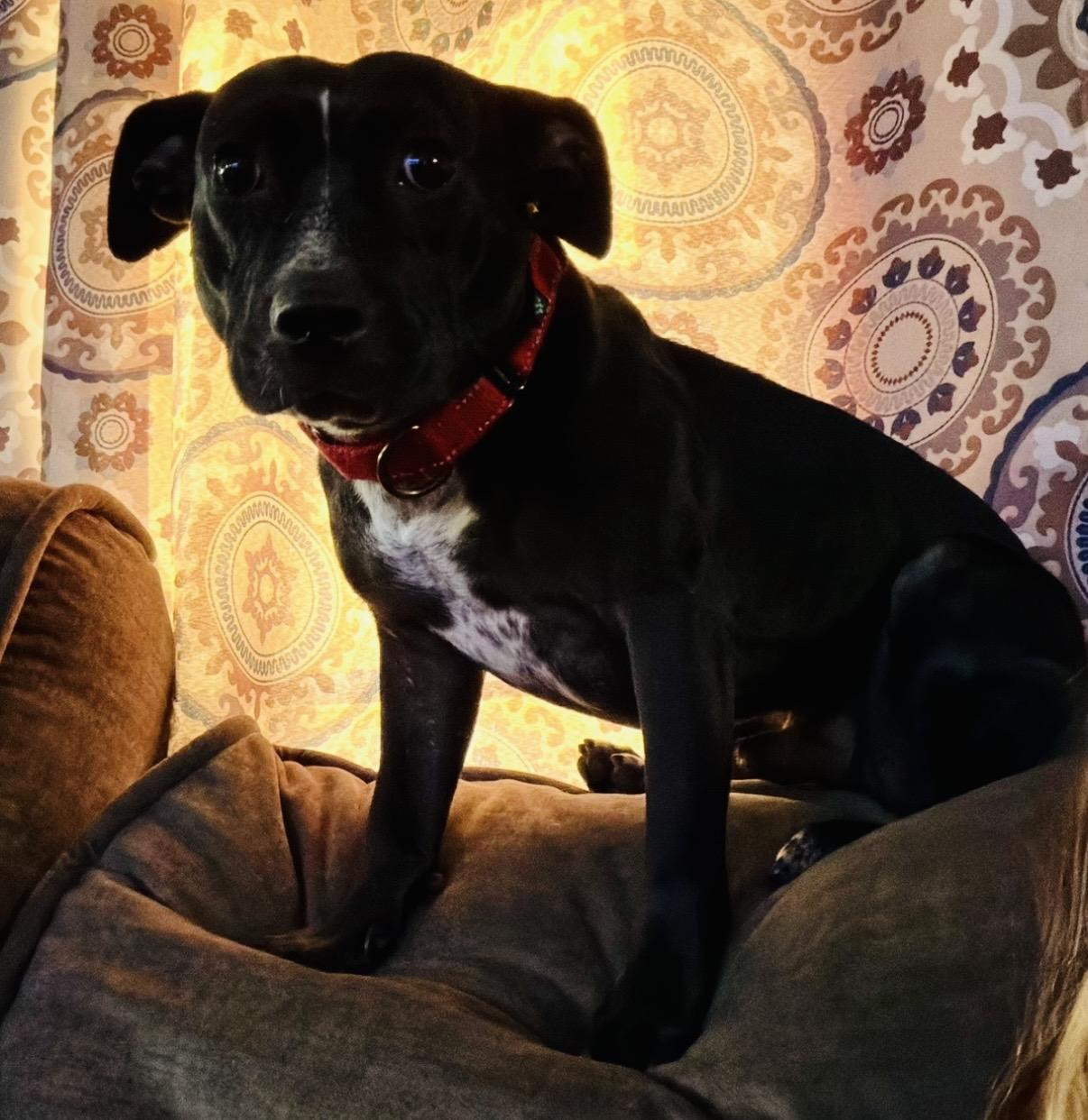 Alfredo, a ADOPTABLE American Bully in Cleveland, OH image 2/6