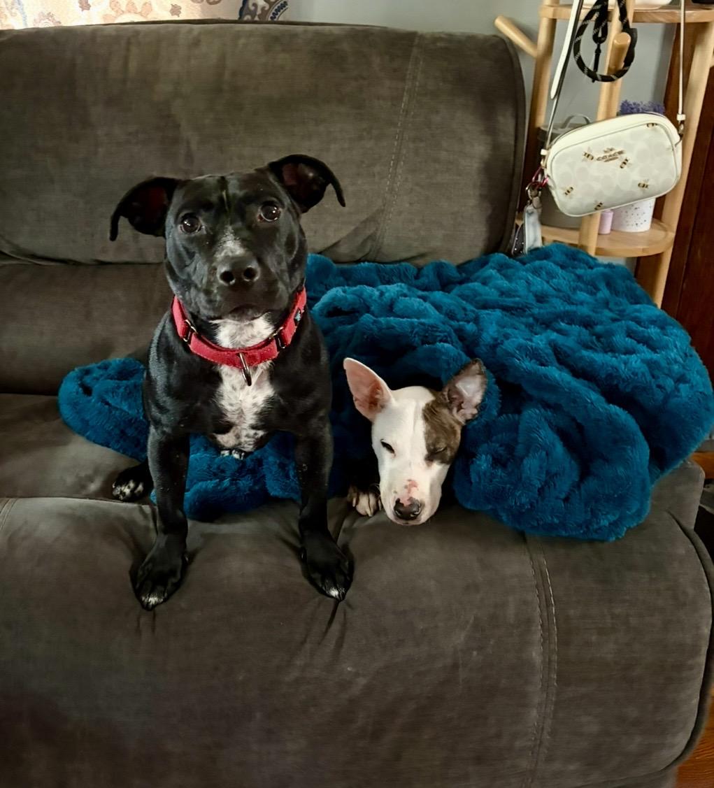 Alfredo, a ADOPTABLE American Bully in Cleveland, OH image 4/6