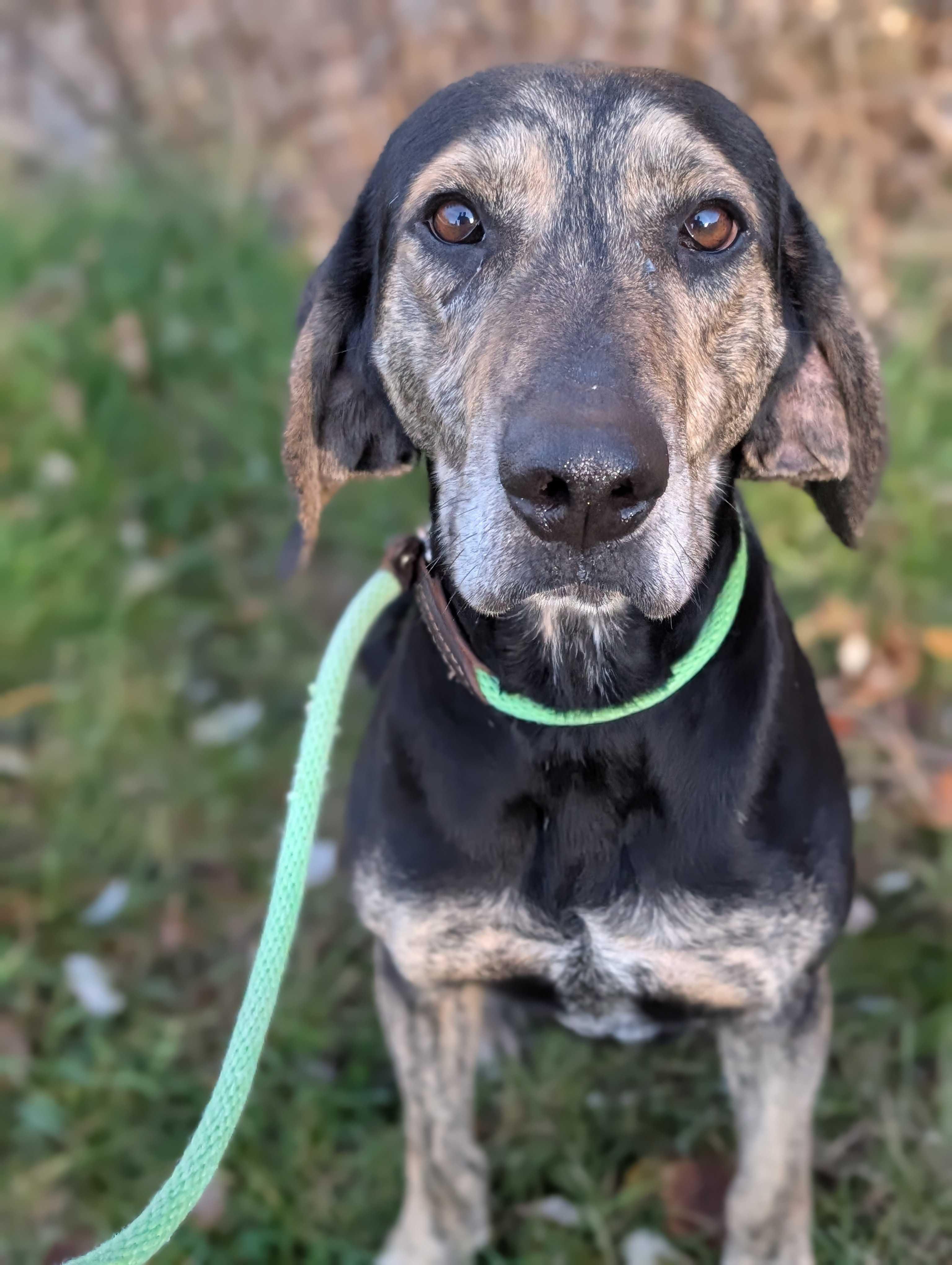 BoBo, Adoptable, Adult Male Hound.