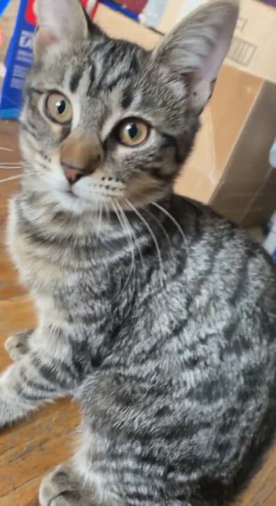 Enlarge Coco, a Adopted mixed breed in Jersey City, NJ video 6/11