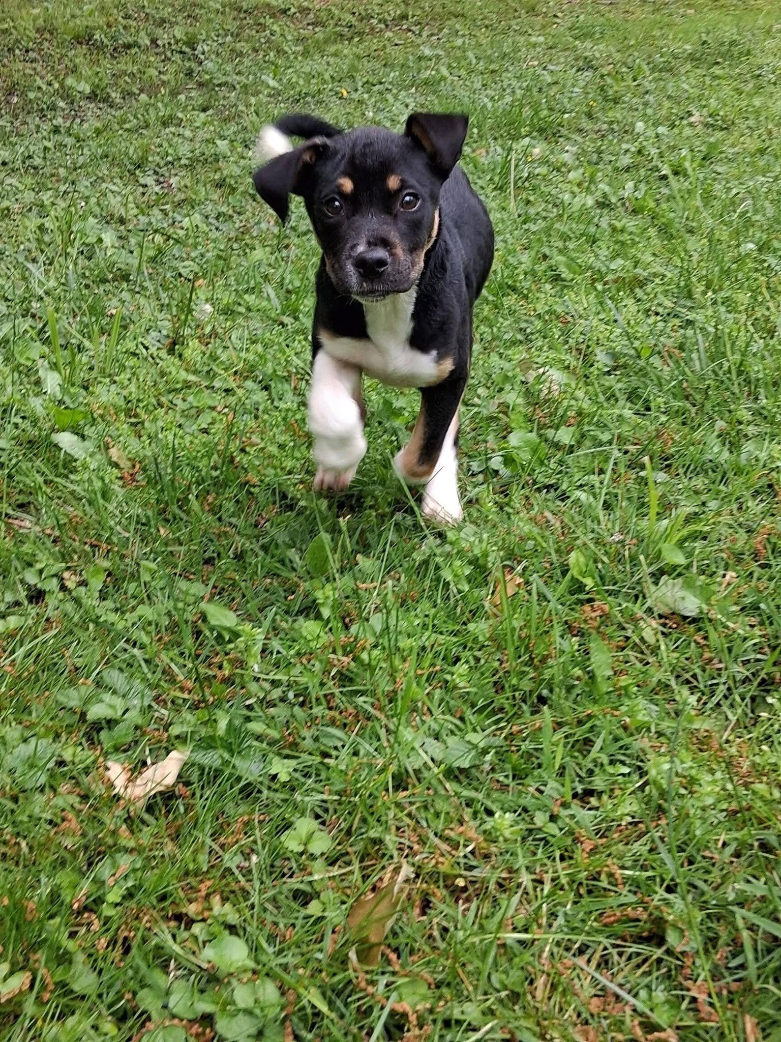 Tala, Adopted, Puppy Female Labrador Retriever & Pit Bull Terrier.