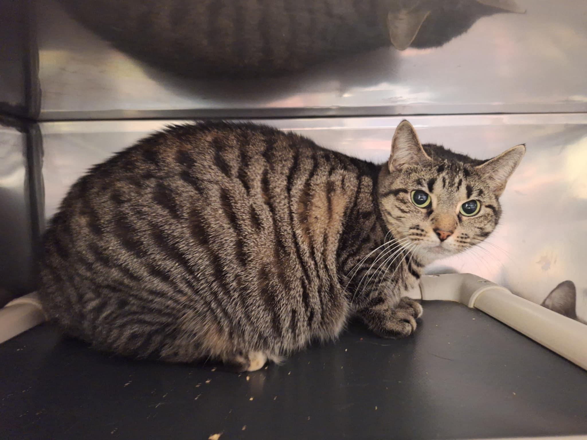 Marge, Adult Female Domestic Short Hair
