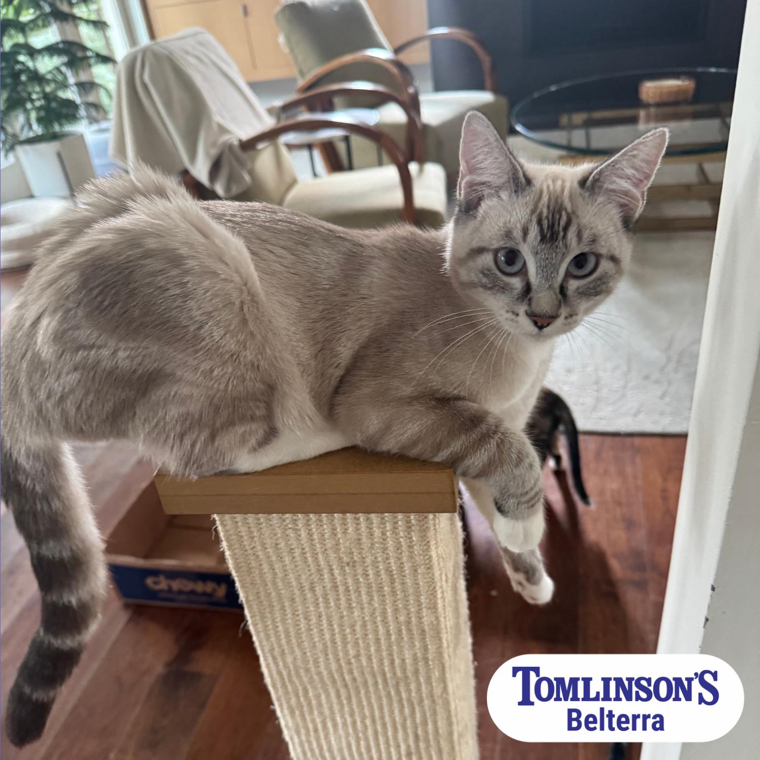 Edward, a Adopted Domestic Short Hair in Dripping Springs, TX image 1/3