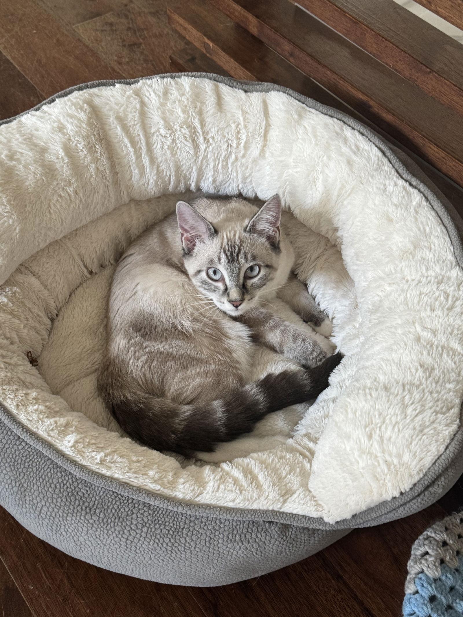 Edward, a Adopted Domestic Short Hair in Dripping Springs, TX image 2/3