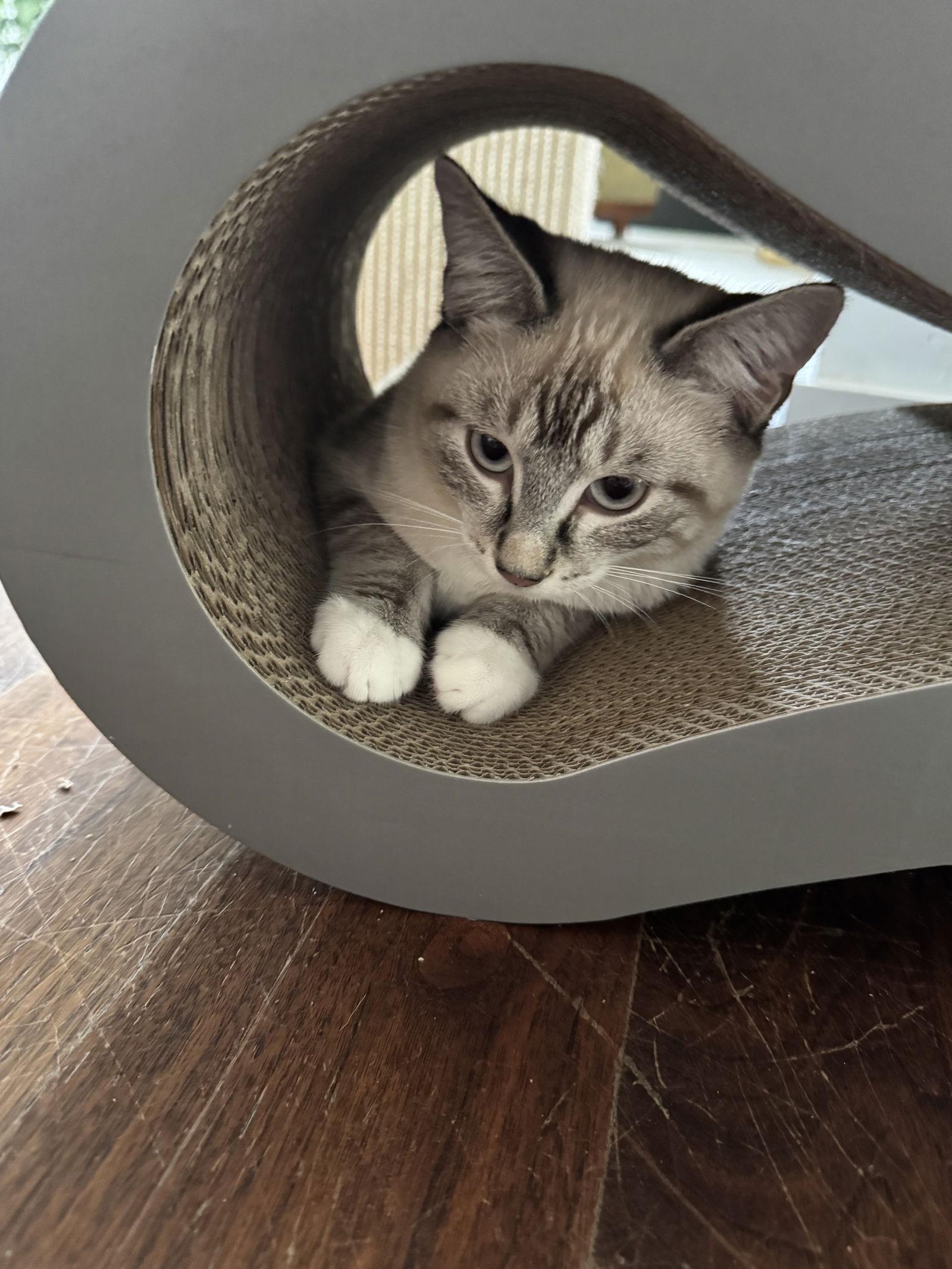 Edward, a Adopted Domestic Short Hair in Dripping Springs, TX image 3/3