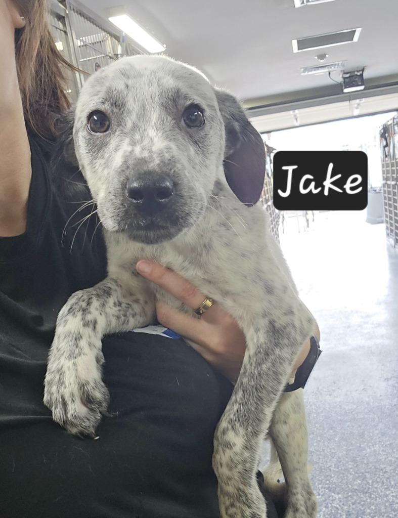 Jake, Adoptable, Puppy Male Cattle Dog.