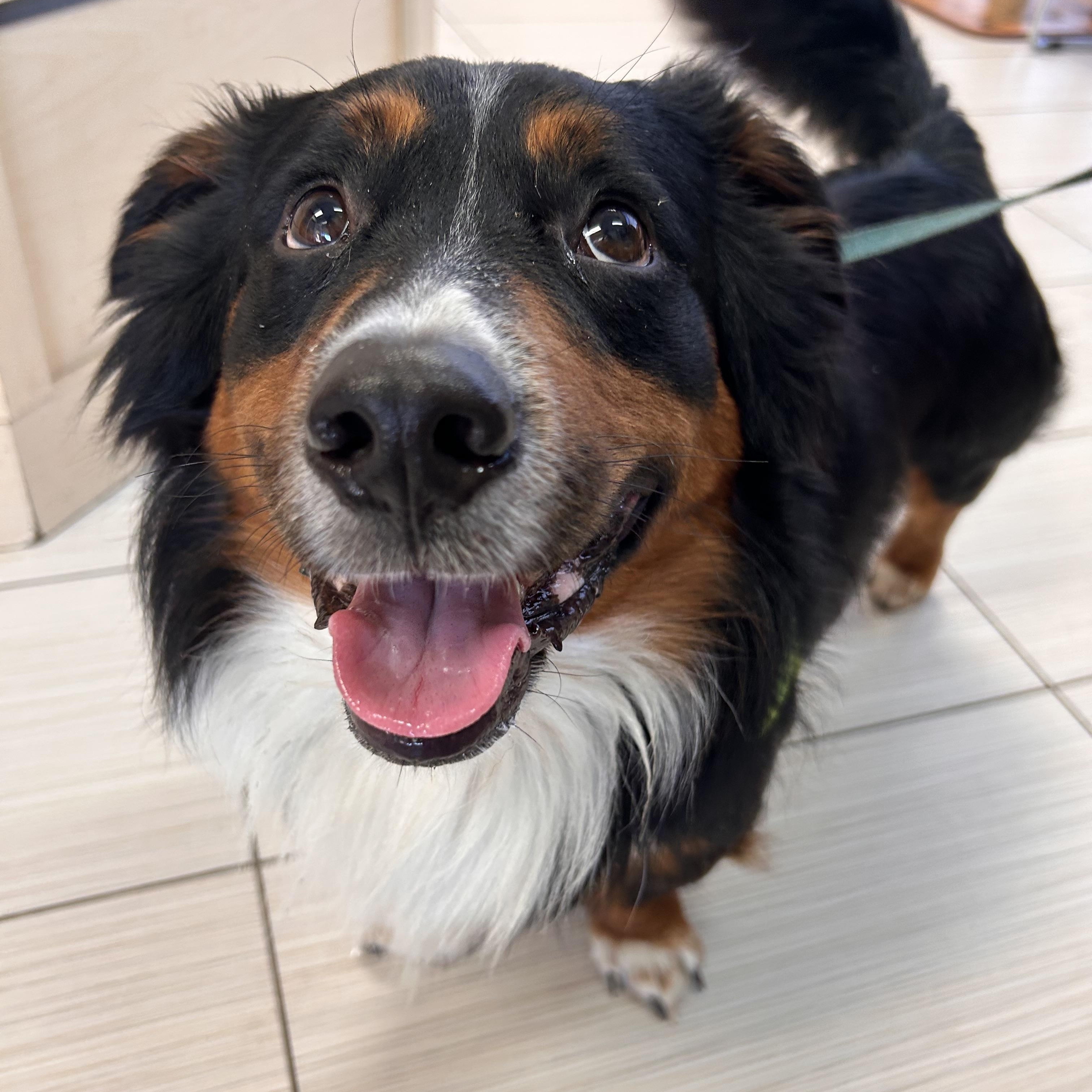 Enlarge TUCKER, a Adopted mixed breed in Abbotsford, BC image 3/5