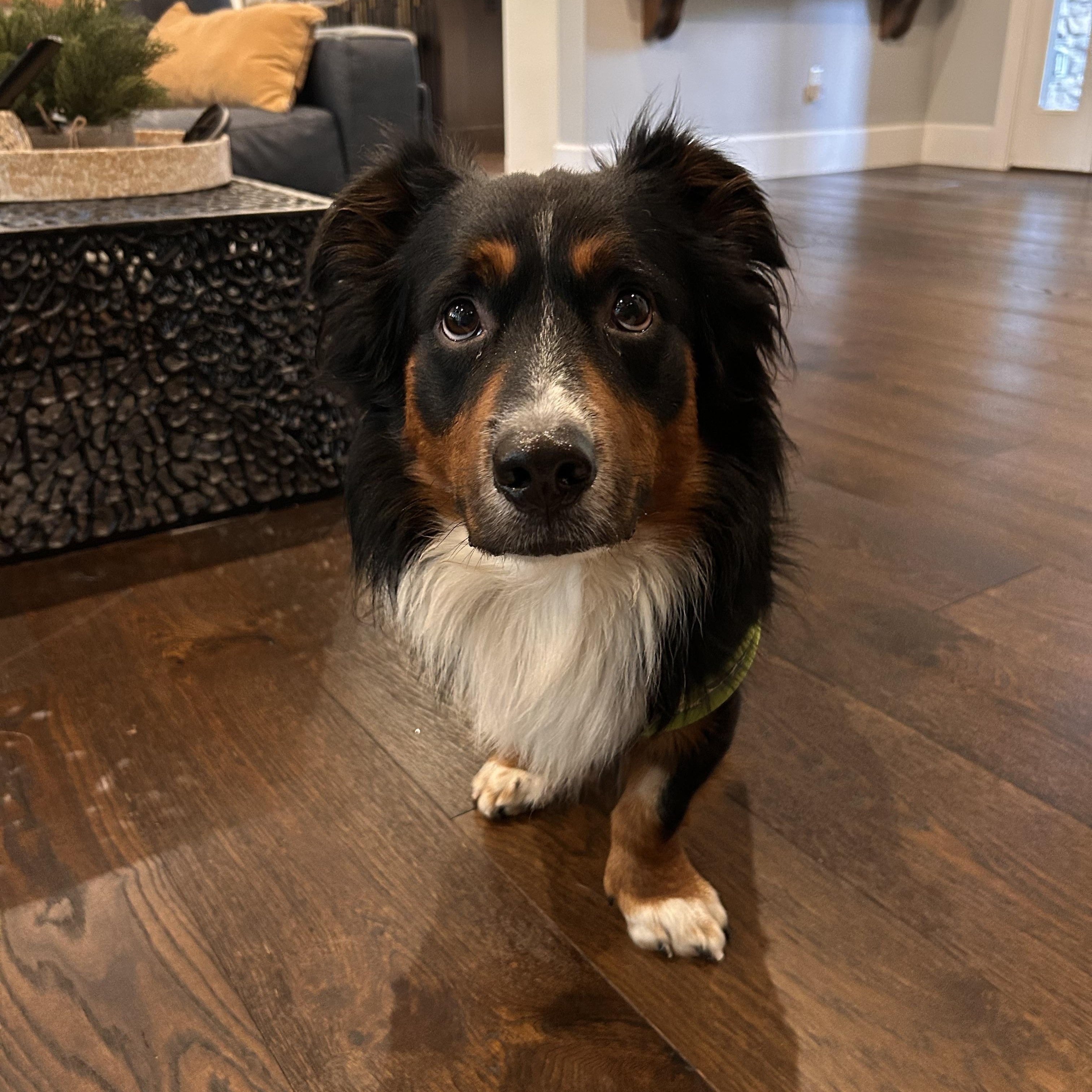 TUCKER, Adopted, Young Male Corgi & Dachshund.