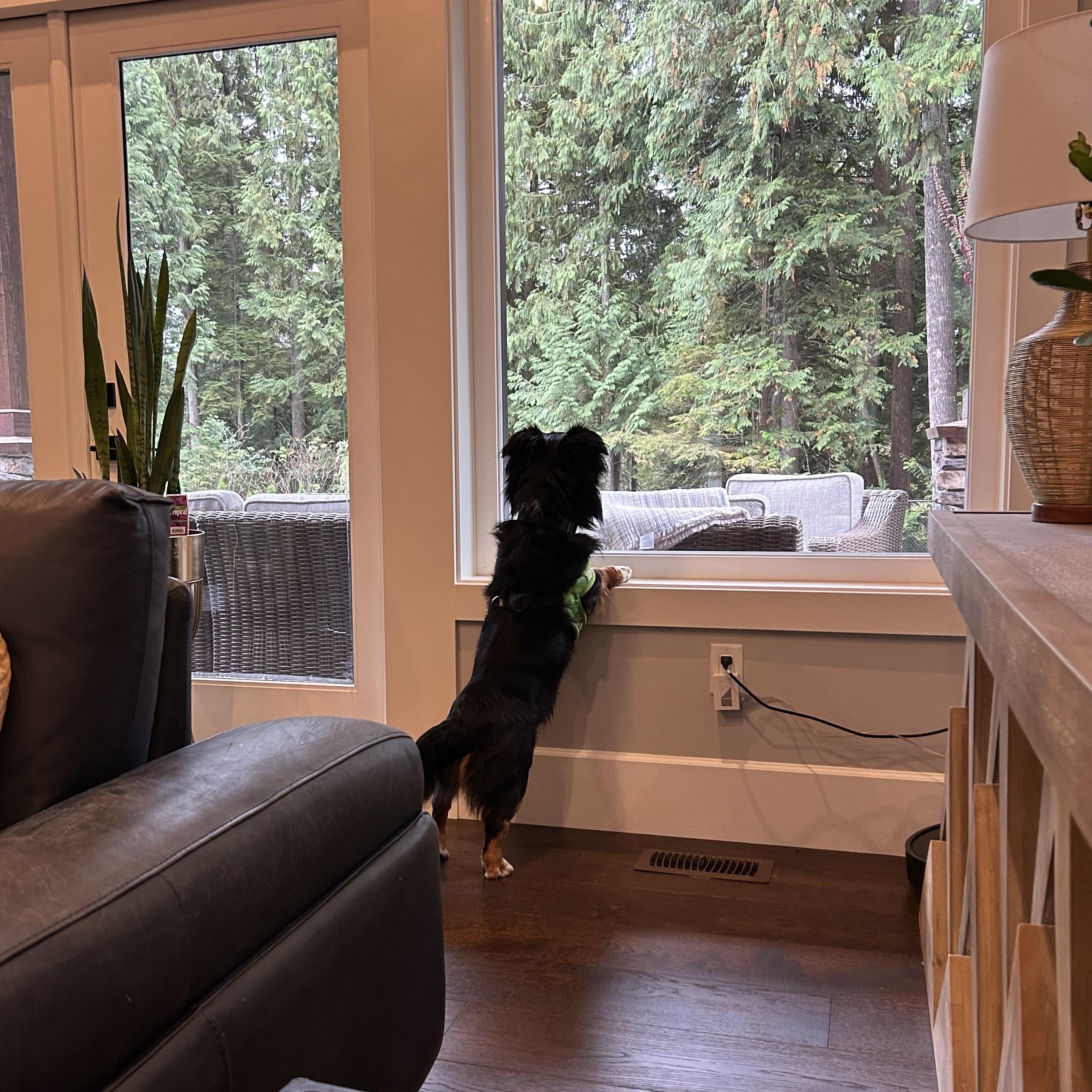 Enlarge TUCKER, a Adopted mixed breed in Abbotsford, BC image 5/5