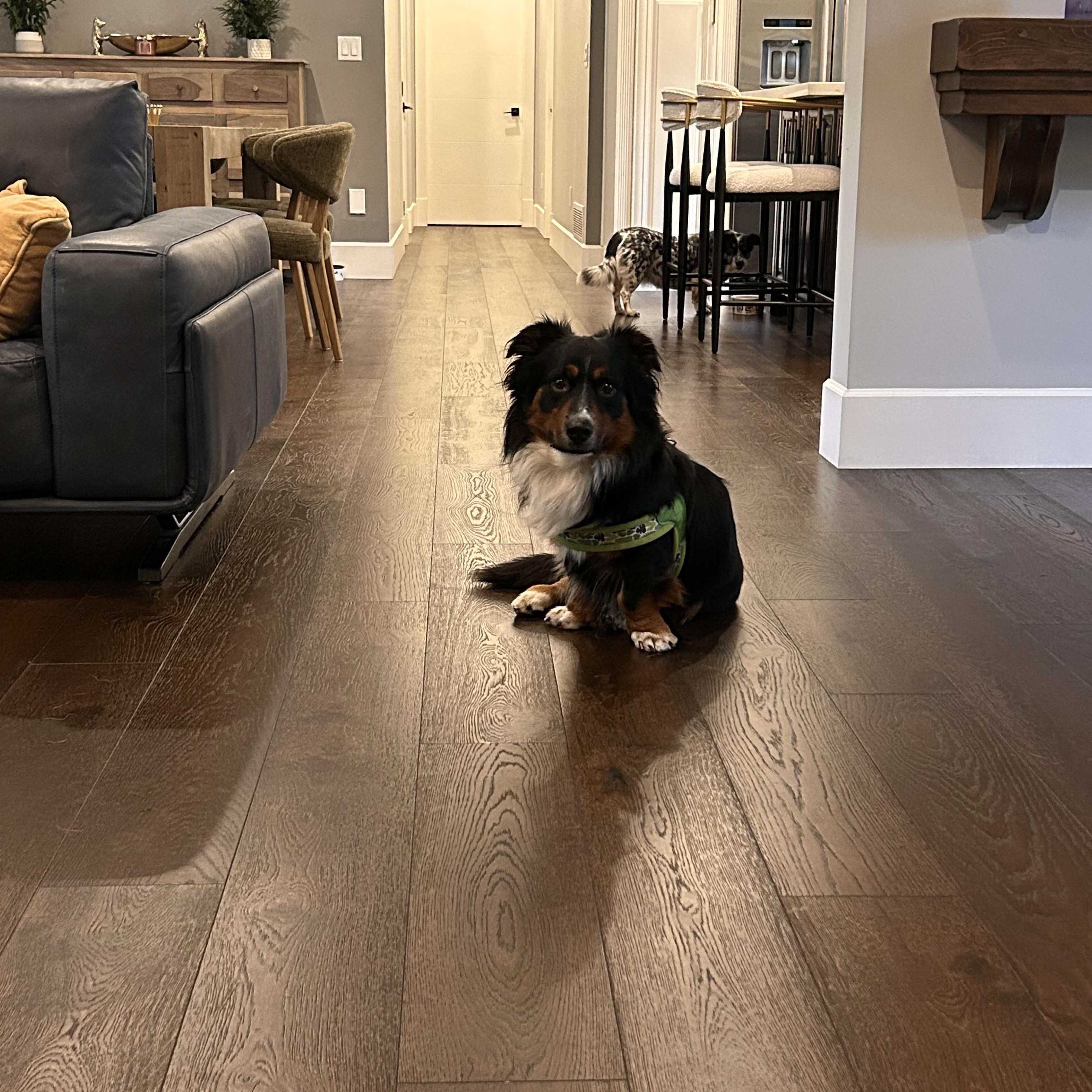Enlarge TUCKER, a Adopted mixed breed in Abbotsford, BC image 2/5