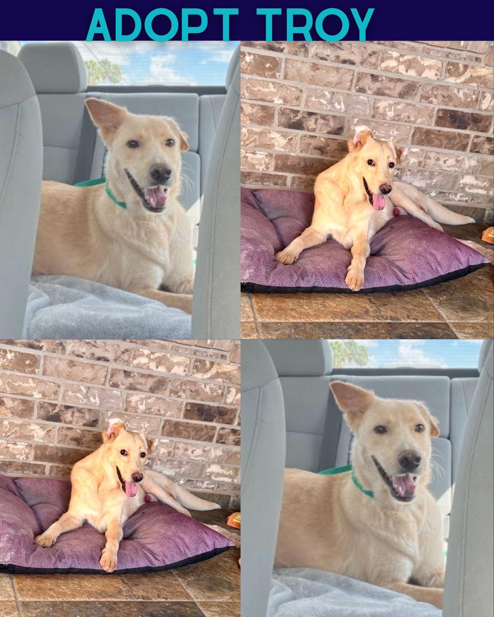 Troy, Adoptable, Young Male Shepherd & Labrador Retriever.
