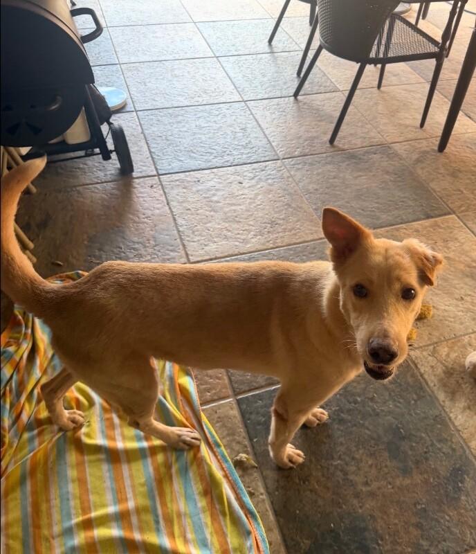 Enlarge Troy, a Adoptable mixed breed in Boulder, CO image 2/3