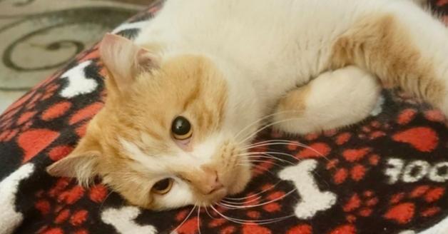 Enlarge Tigger, a Adoptable Domestic Short Hair in Chicago, IL image 1/3