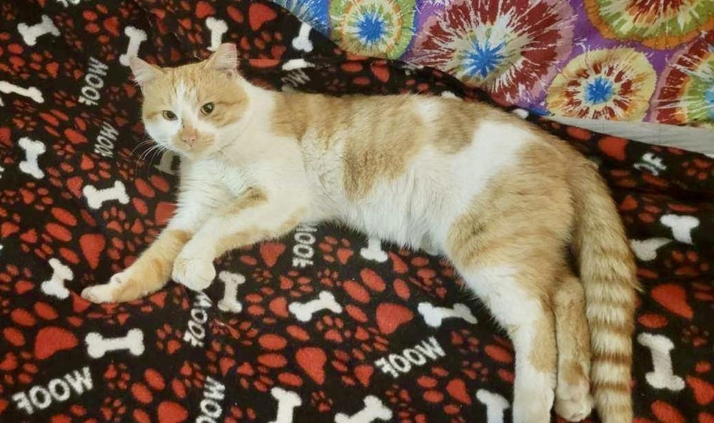 Enlarge Tigger, a Adoptable Domestic Short Hair in Chicago, IL image 2/3