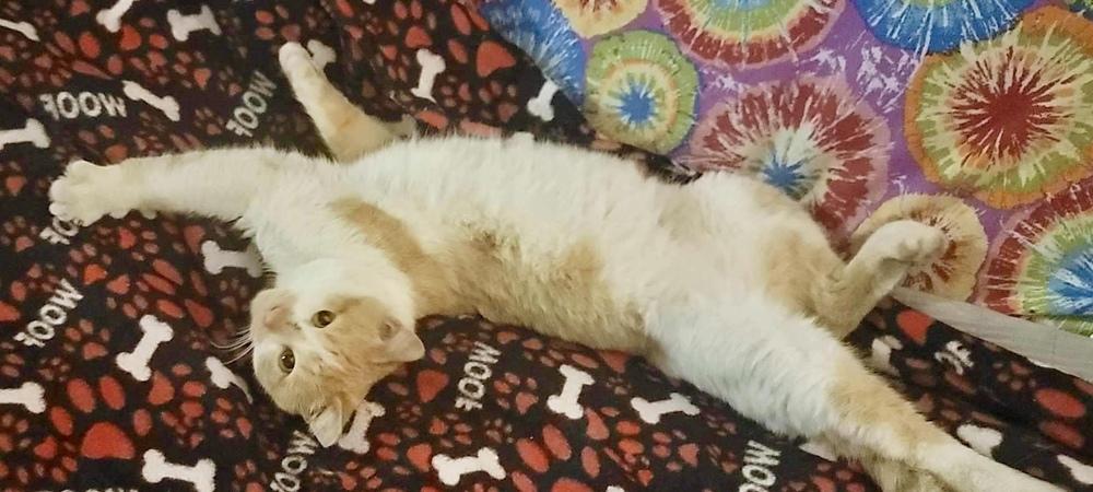 Enlarge Tigger, a Adoptable Domestic Short Hair in Chicago, IL image 3/3