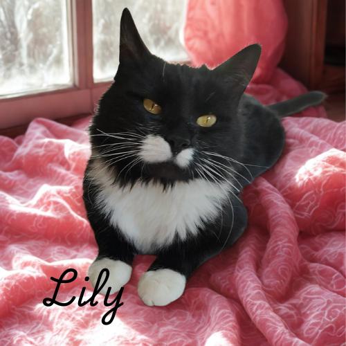 Enlarge Lily-Ready for Her Next Chapter, a Adoptable Domestic Short Hair in Laurel, MD image 1/5