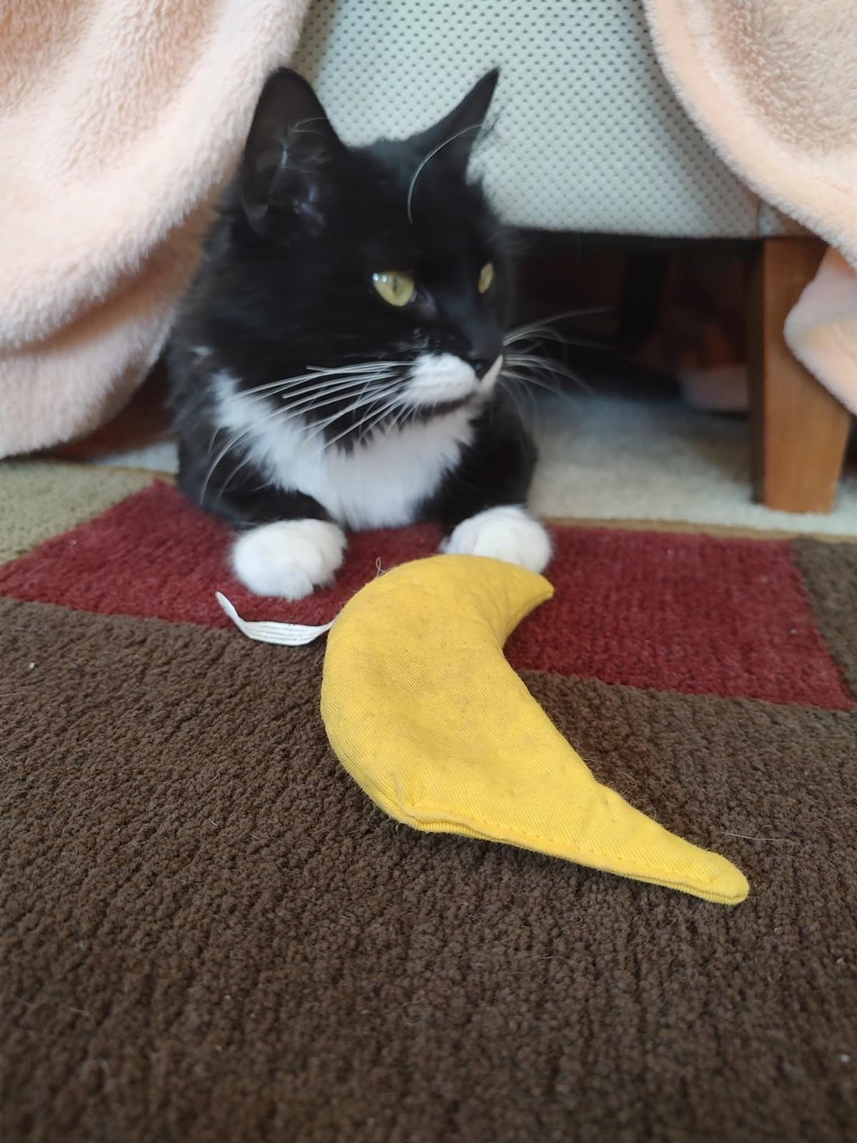 Enlarge Lily-Ready for Her Next Chapter, a Adoptable Domestic Short Hair in Laurel, MD image 2/5