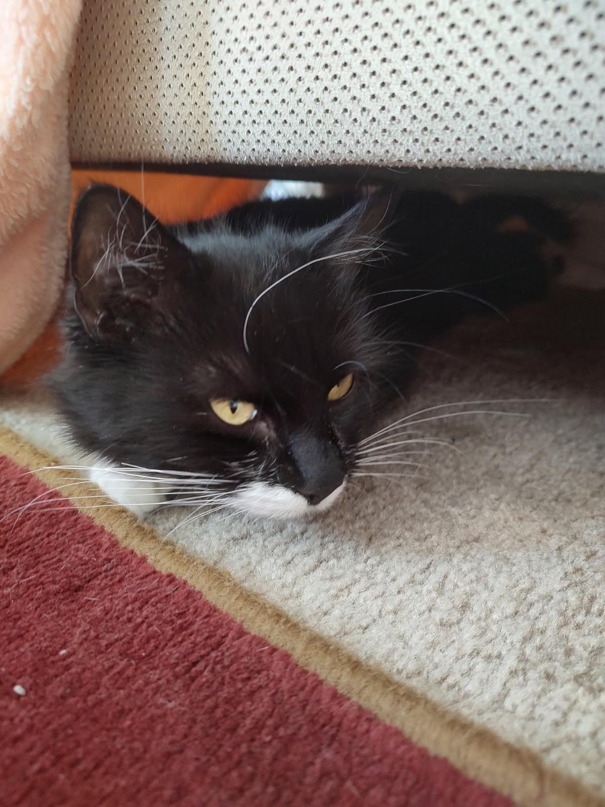 Enlarge Lily-Ready for Her Next Chapter, a Adoptable Domestic Short Hair in Laurel, MD image 5/5