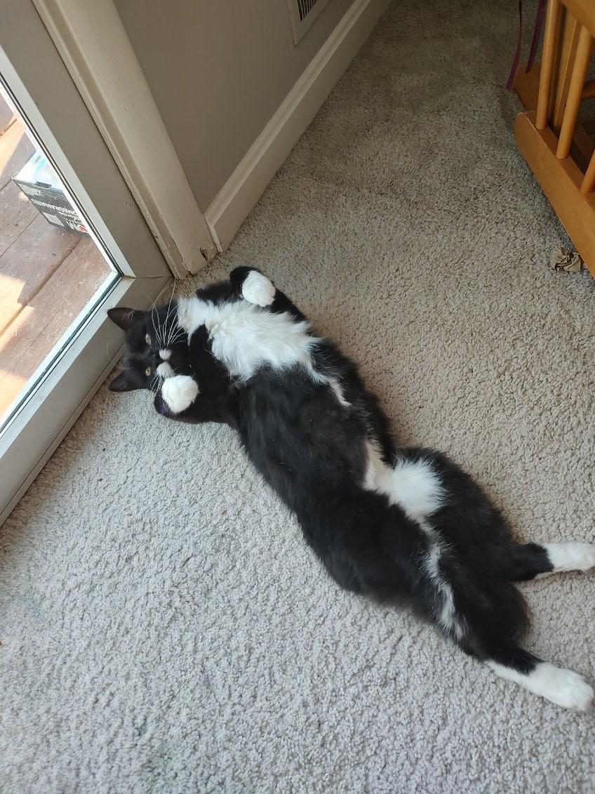 Enlarge Lily-Ready for Her Next Chapter, a Adoptable Domestic Short Hair in Laurel, MD image 3/5