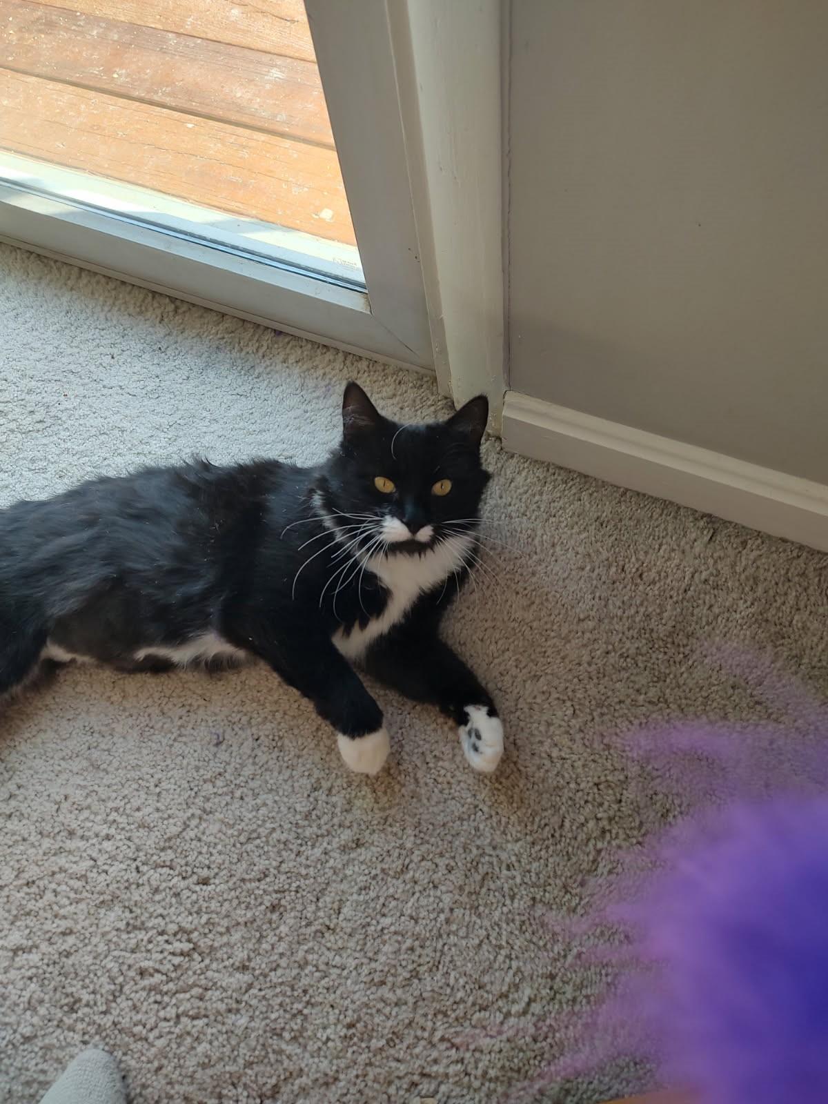 Enlarge Lily-Ready for Her Next Chapter, a Adoptable Domestic Short Hair in Laurel, MD image 4/5