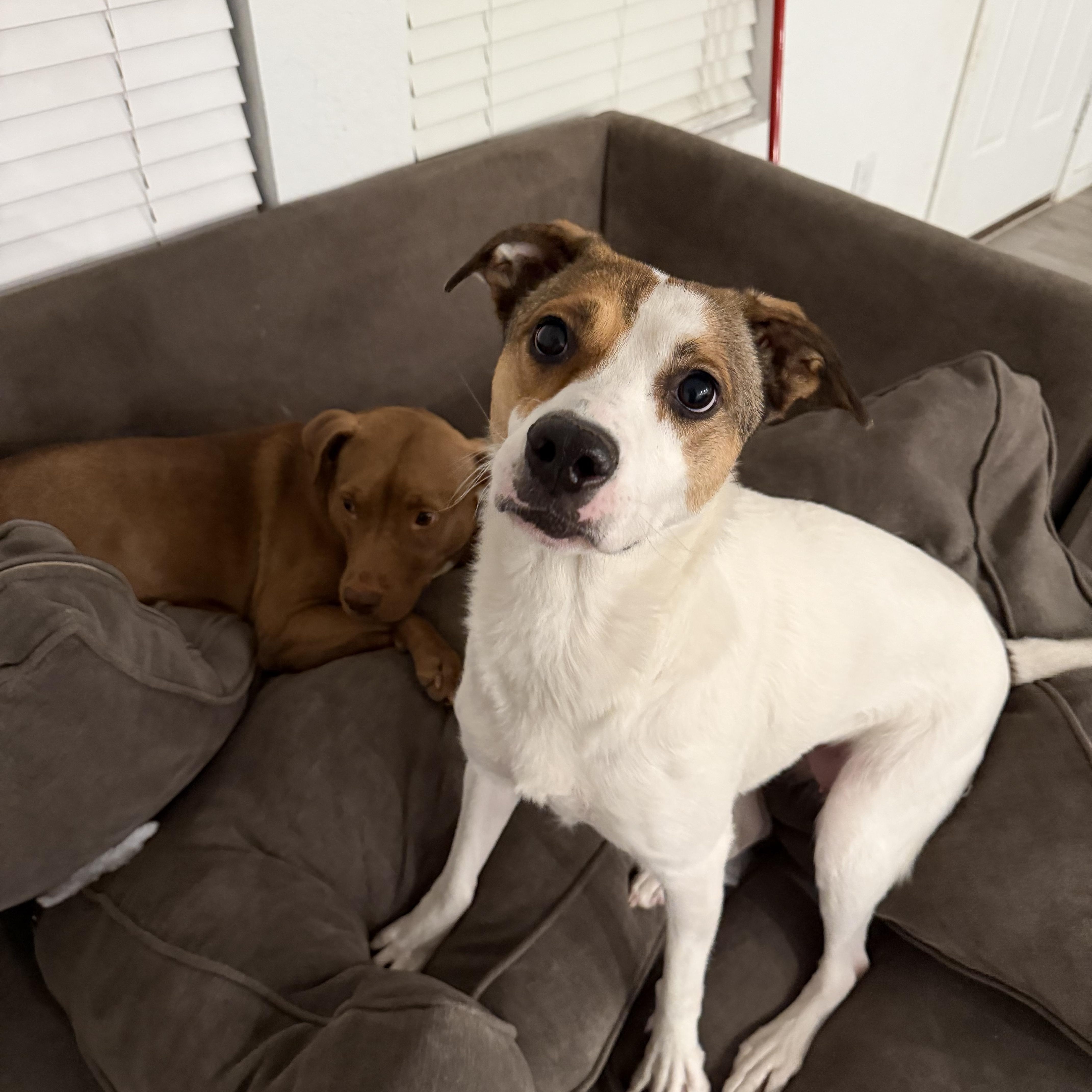 Artie — thumbnail 4