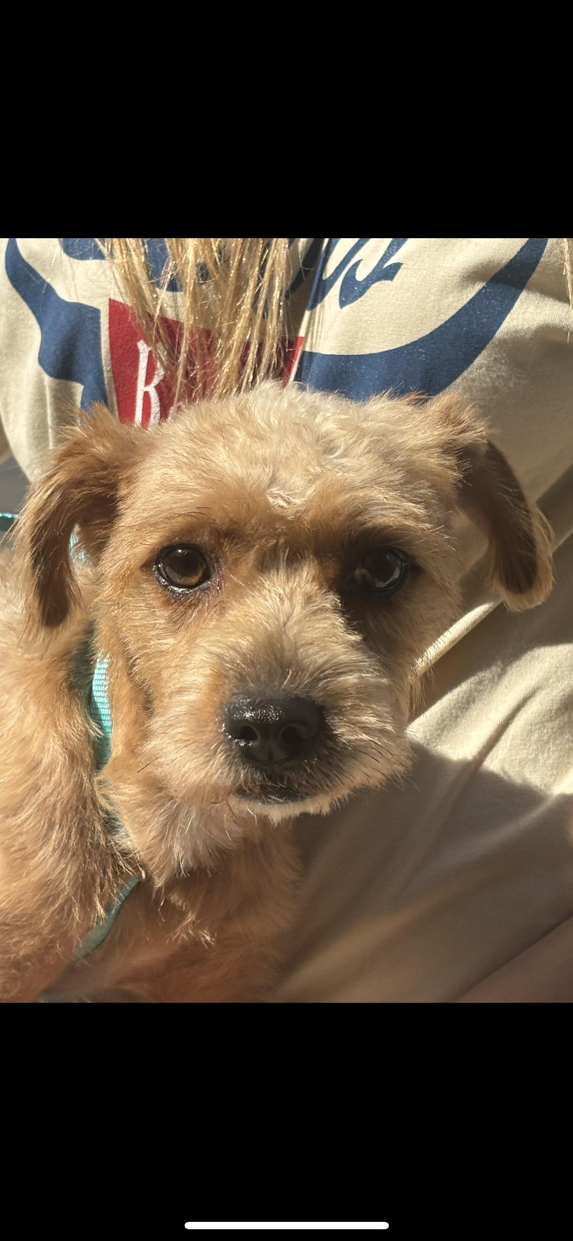 Scruffy