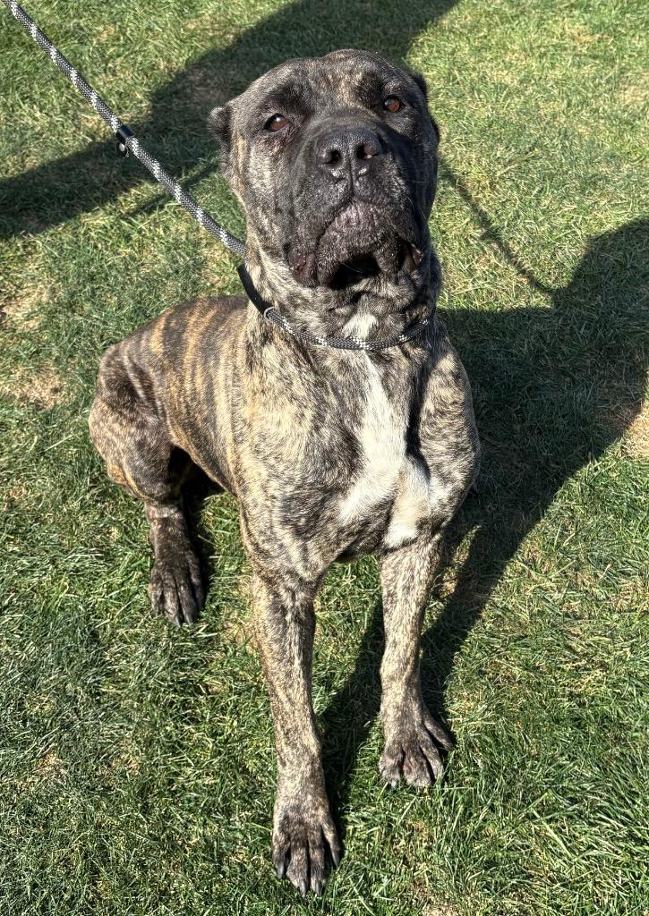 Cinnamon Roll thumbnail 2