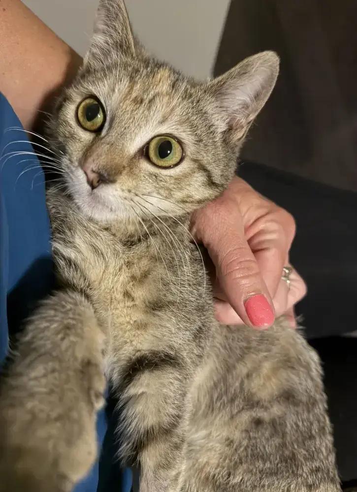 Jas, Adoptable, Kitten Female Domestic Short Hair.